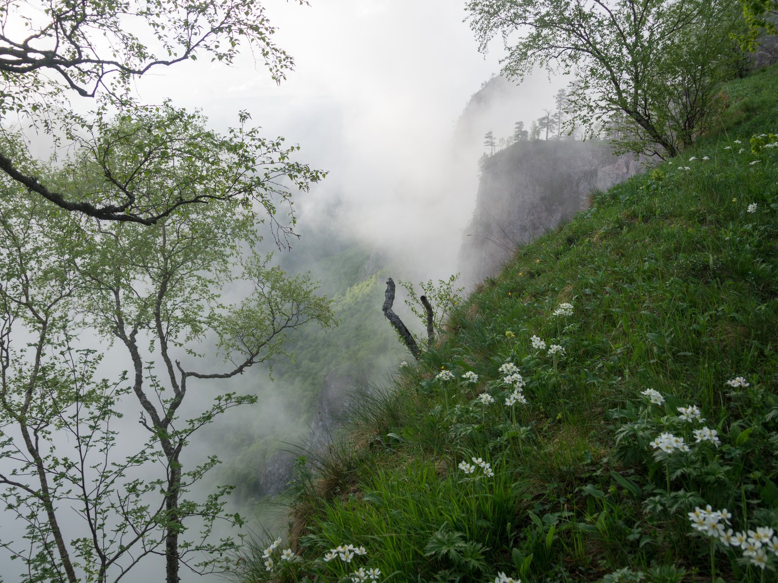 Fog drifting over green forested mountains
