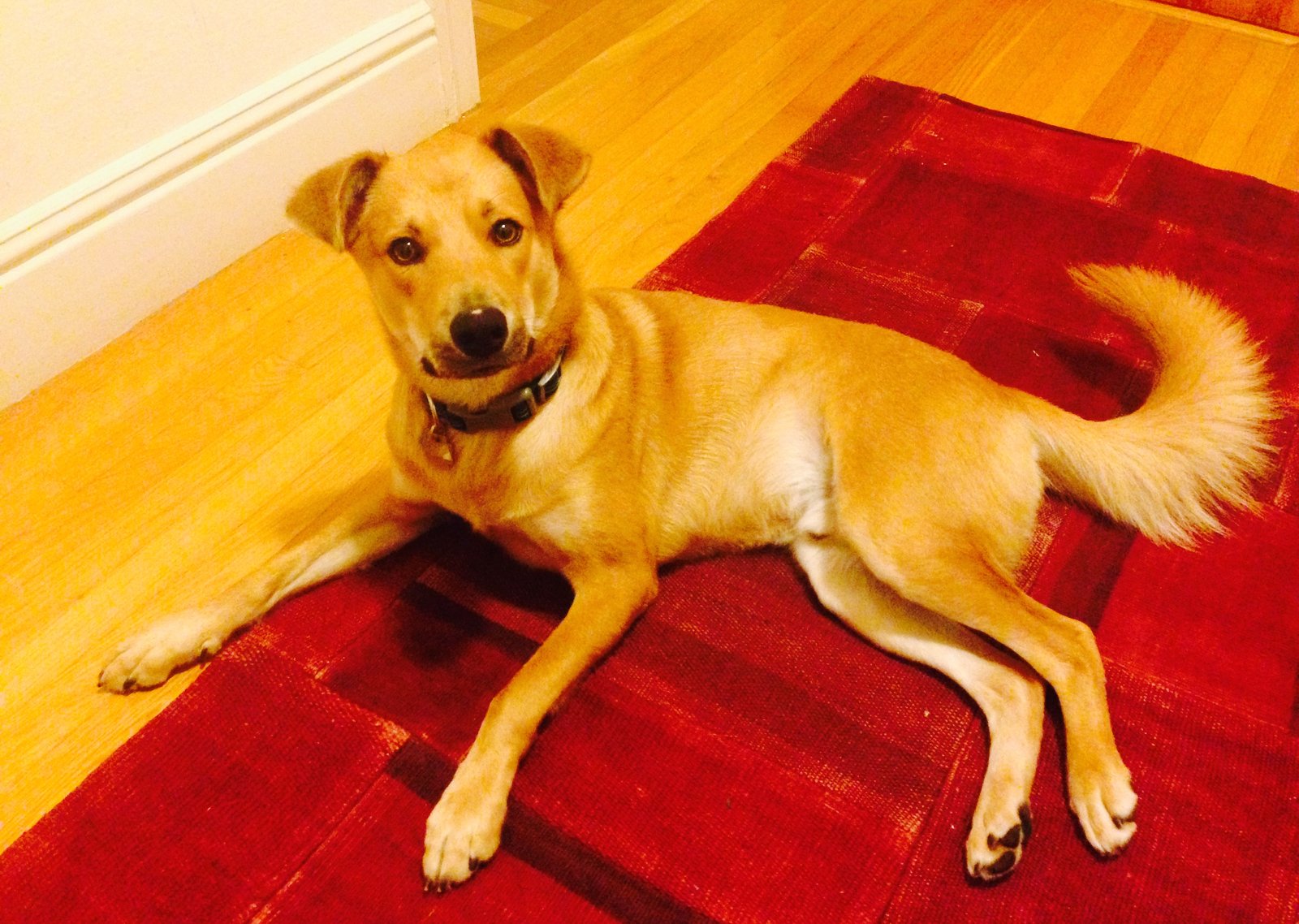 A dog resting on a rug indoors